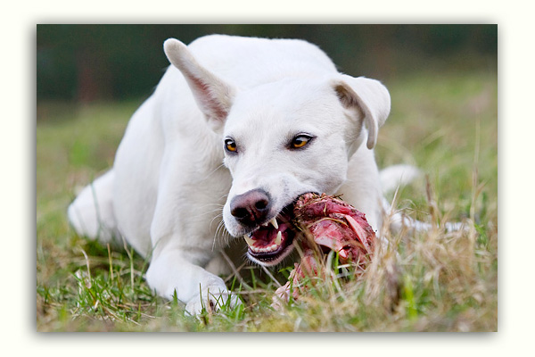 Hund frisst Frischfleisch / Rohfleisch Hund frisst Frischfleisch / Rohfleisch